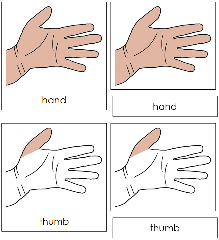 Hand Nomenclature 3-Part Cards - Montessori Print Shop