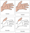 Hand Nomenclature 3-Part Cards - Montessori Print Shop