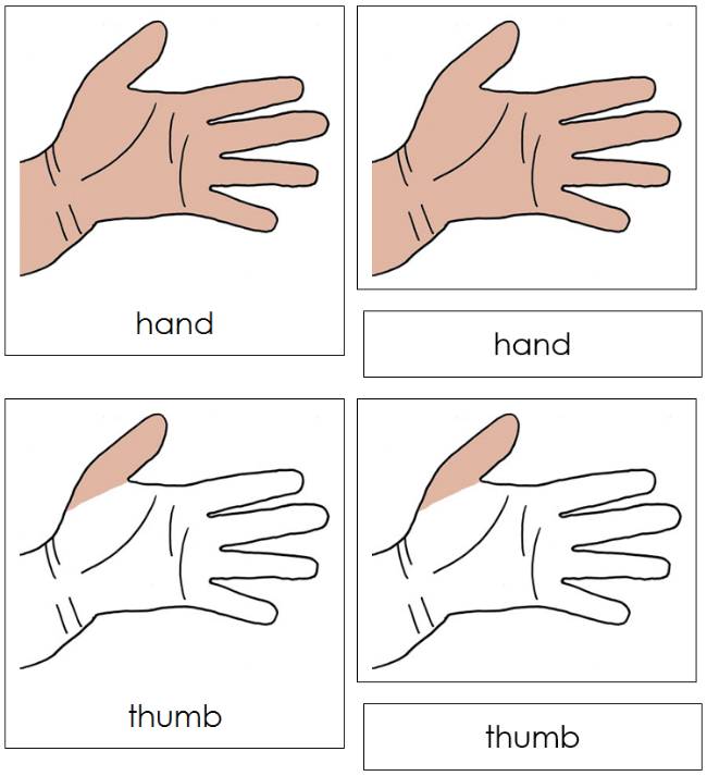 Parts of a Hand 3-Part Nomenclature Cards - Montessori Print Shop Digital Download