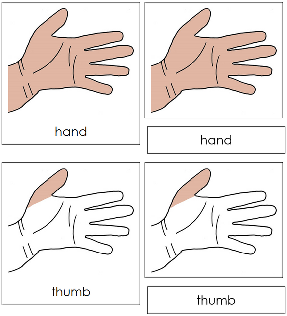 Hand Nomenclature Cards - Montessori Print Shop