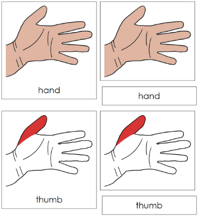 Hand Nomenclature 3-Part Cards (red) - Montessori Print Shop Digital Download