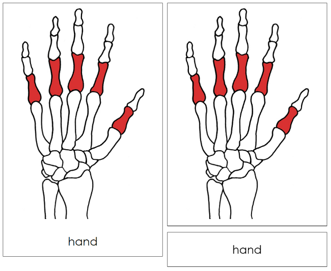 Bones of a Hand Nomenclature Cards - Montessori Print Shop Digital Download
