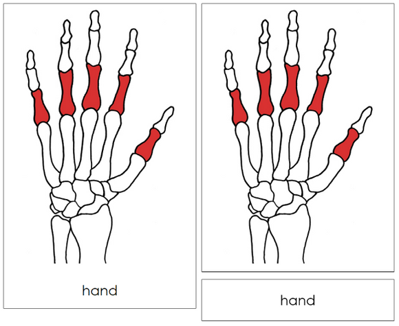 Bones of a Hand Nomenclature Cards - Montessori Print Shop Digital Download