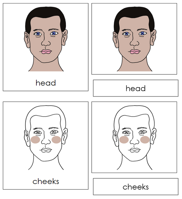 Head Nomenclature Cards - Montessori Print Shop