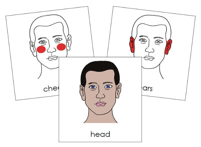 Parts of a Human Head Nomenclature Cards (red) - Montessori Print Shop Digital Download