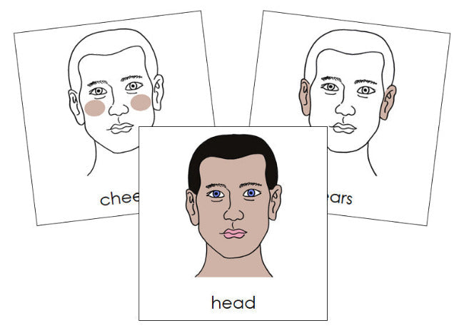 Parts of a Human Head Nomenclature Cards - Montessori Print Shop Digital Download