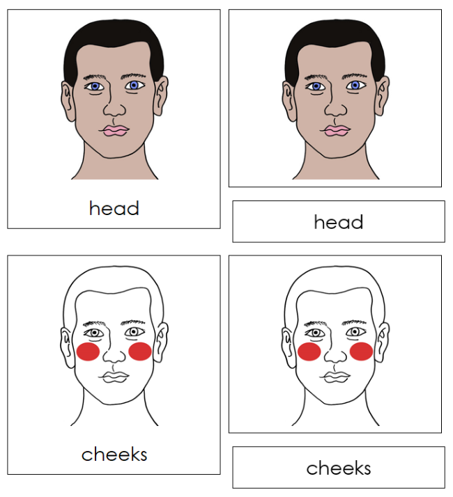 Parts of a Human Head Nomenclature 3-Part Cards (red) - Montessori Print Shop Digital Download
