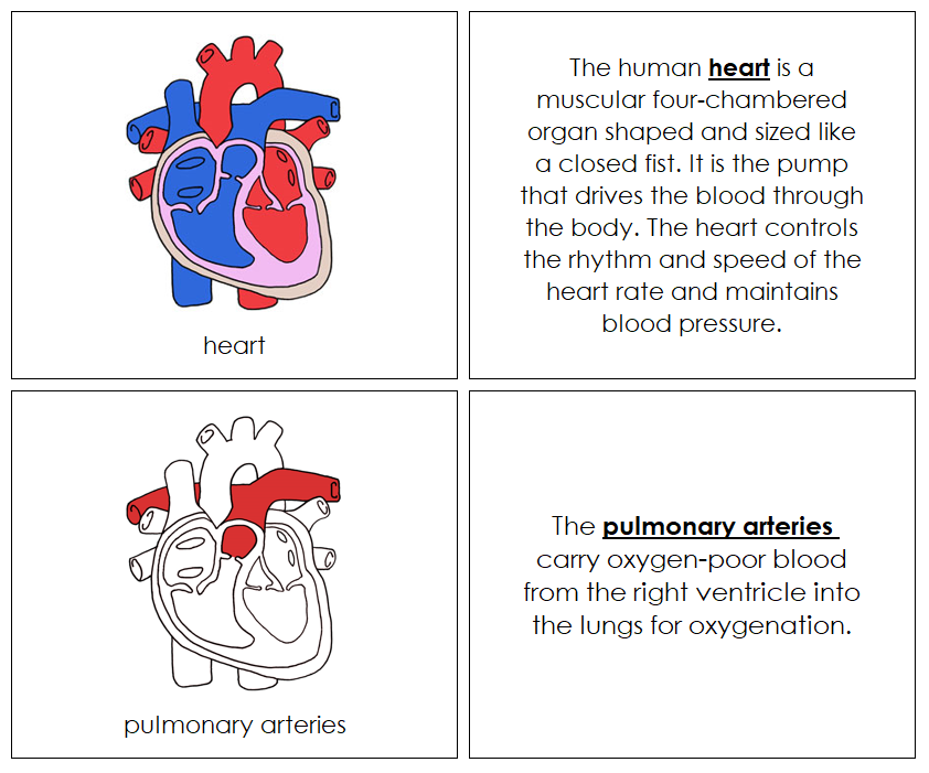 Human Heart Nomenclature Book (red) - Montessori Print Shop Digital Download