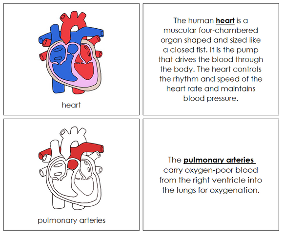 Human Heart Nomenclature Book (red) - Montessori Print Shop