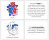 Human Heart Nomenclature Book - Montessori Print Shop