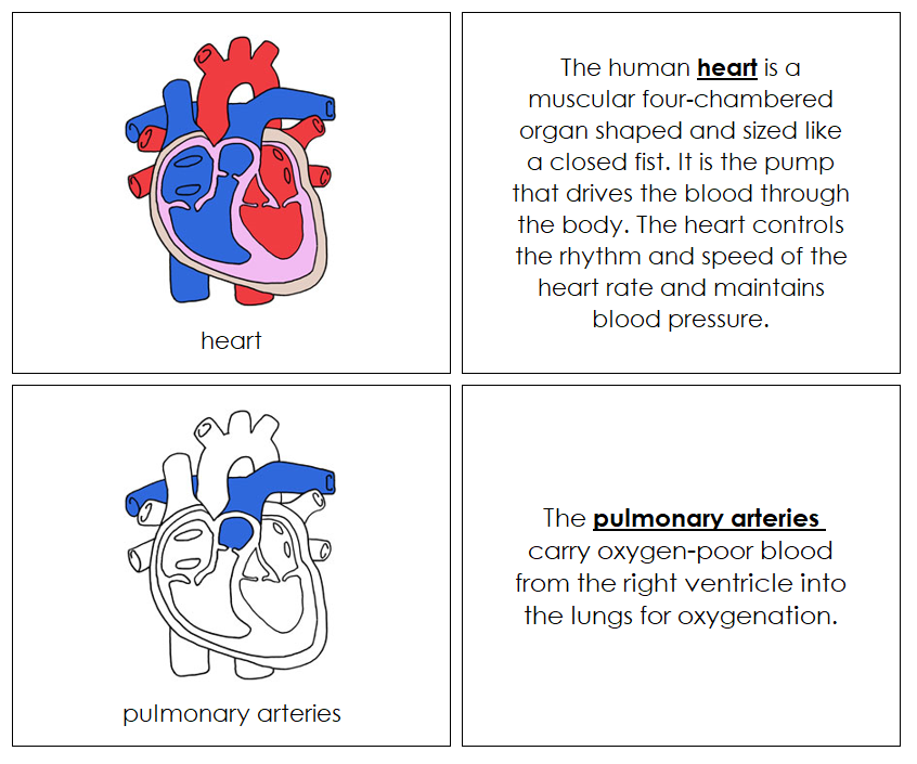 Human Heart Nomenclature Book - Montessori Print Shop Digital Download