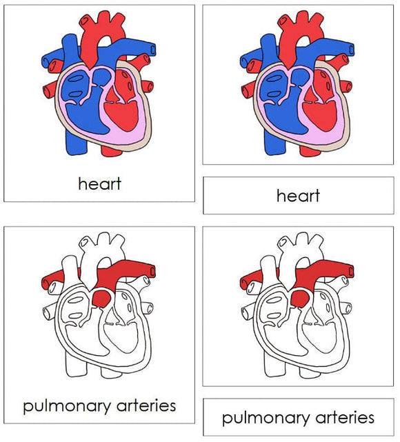 Parts of a Human Heart Nomenclature Cards - Montessori Print Shop Digital Download