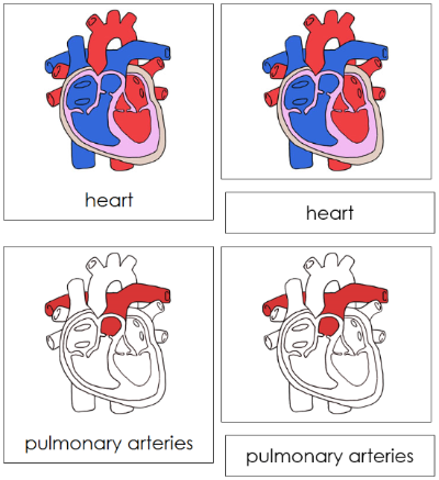 Human Heart Nomenclature 3-Part Cards (red) - Montessori Print Shop