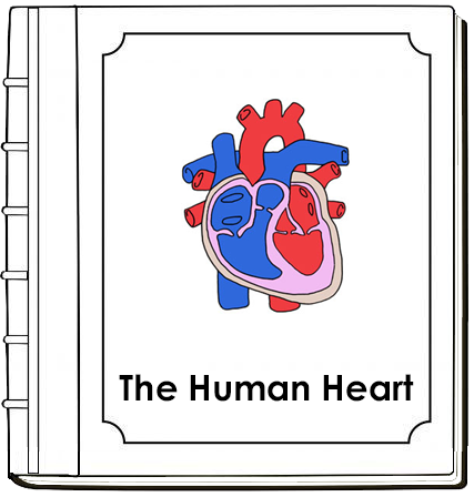 Human Heart Nomenclature Book (red) - Montessori Print Shop Digital Download