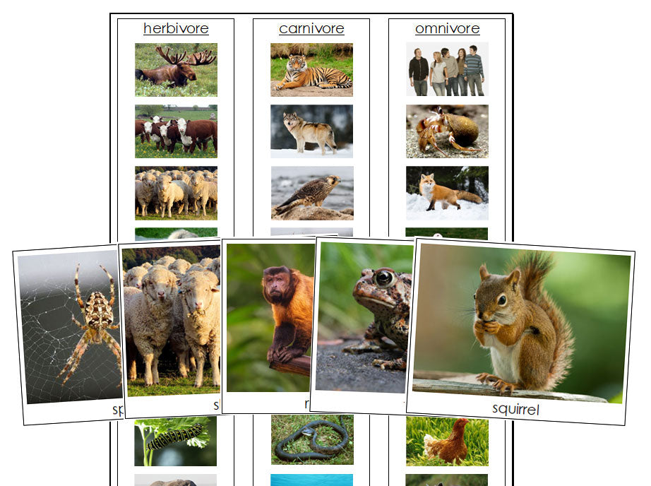 Herbivores, Carnivores, Omnivores - Montessori Print Shop zoology printable