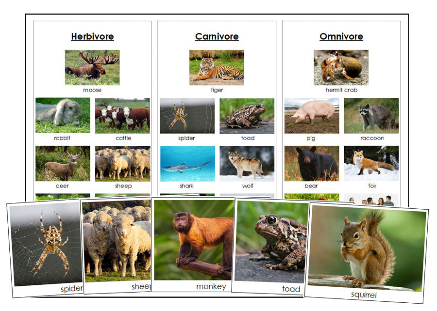 Herbivores, Carnivores, Omnivores - Montessori Print Shop Digital Download zoology printable