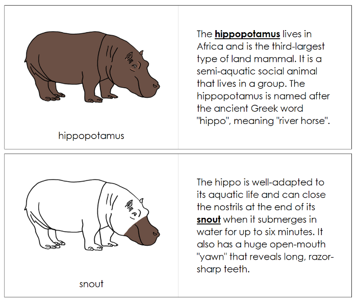 Parts of a Hippopotamus Nomenclature Book - Montessori Print Shop Digital Download