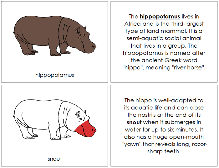 Parts of a Hippopotamus Nomenclature Book (red) - Montessori Print Shop Digital Download