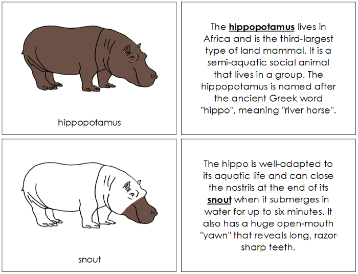 Parts of a Hippopotamus Nomenclature Book - Montessori Print Shop Digital Download
