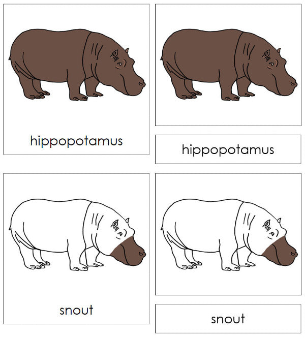 Parts of a Hippopotamus 3-Part Nomenclature Cards - Montessori Print Shop Digital Download