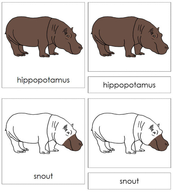Parts of a Hippopotamus 3-Part Nomenclature Cards - Montessori Print Shop Digital Download