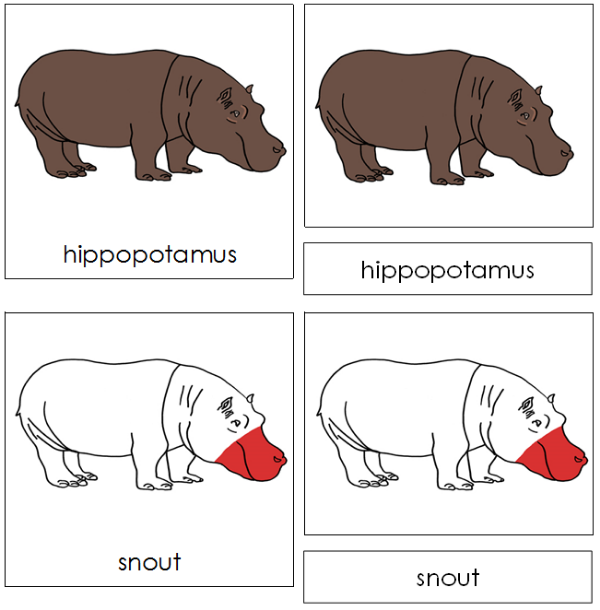 Parts of a Hippopotamus 3-Part Nomenclature Cards (red) - Montessori Print Shop Digital Download
