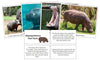 Hippopotamus Fast Facts & Pictures - Montessori Print Shop