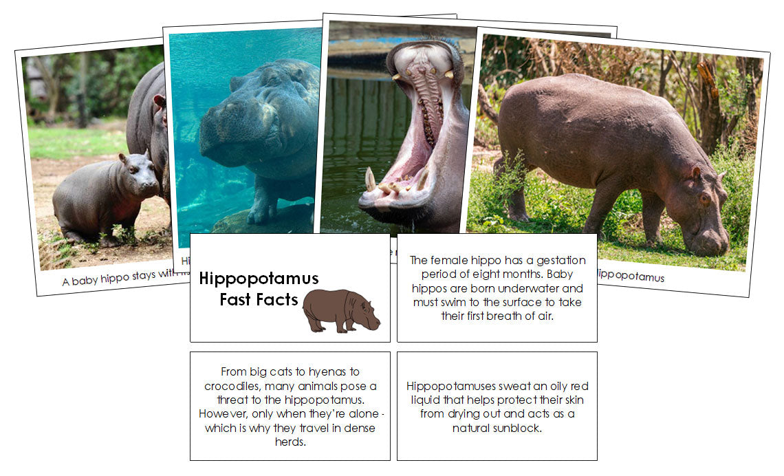 Hippopotamus Fast Facts & Pictures - Montessori Print Shop Digital Download