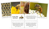 Honey Bee Fast Facts & Pictures - Montessori Print Shop