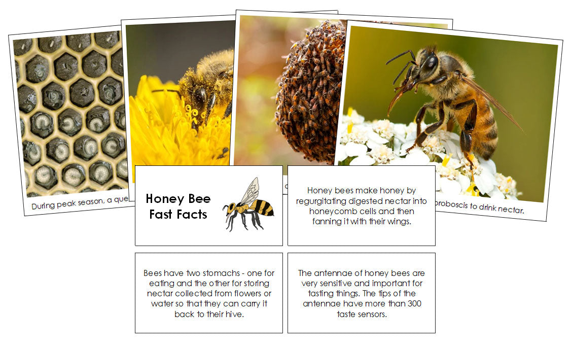 Honey Bee Fast Facts & Pictures by Montessori Print Shop