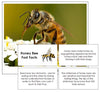 Honey Bee Fast Facts & Pictures - Montessori Print Shop