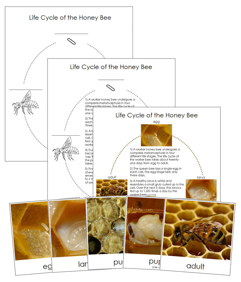 Honey Bee Life Cycle Nomenclature Cards & Charts - Montessori Print Shop Digital Download