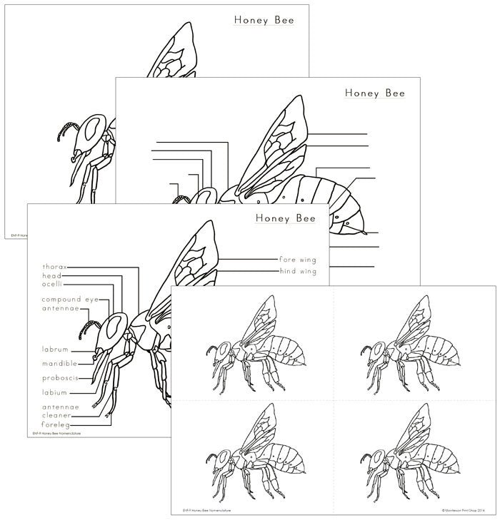 Elementary Honey Bee Nomenclature - Montessori Print Shop Digital Download