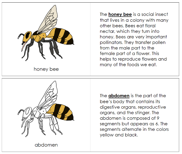 Parts of a Honey Bee Nomenclature Book - Montessori Print Shop Digital Download