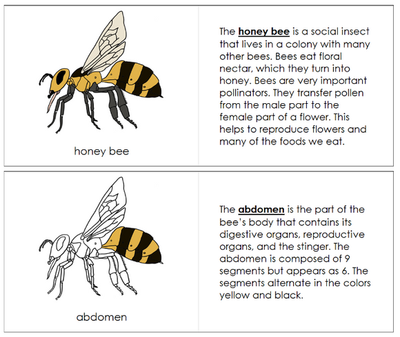 Parts of a Honey Bee Nomenclature Book - Montessori Print Shop Digital Download