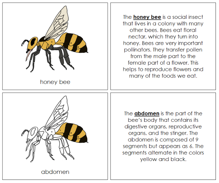 Parts of a Honey Bee Nomenclature Book - Montessori Print Shop Digital Download