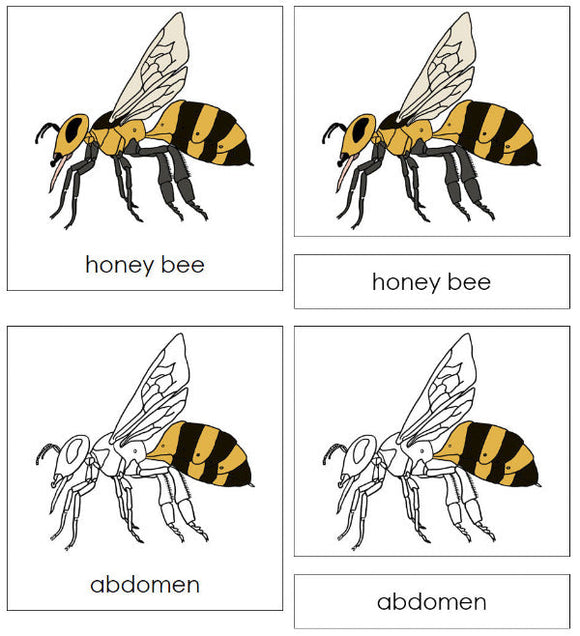 Parts of a Honey Bee 3-Part Nomenclature Cards - Montessori Print Shop Digital Download