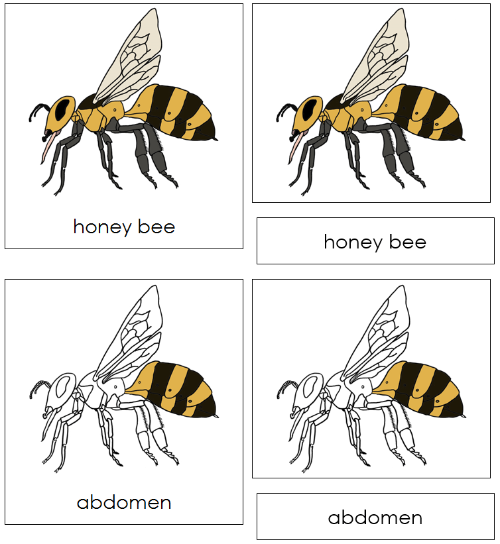 Honey Bee Nomenclature 3-Part Cards - Montessori Print Shop