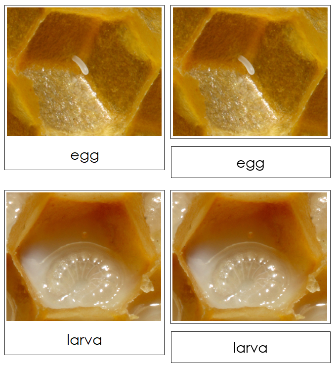 Honey Bee Life Cycle Nomenclature 3-Part Cards & Charts - Montessori Print Shop Digital Download