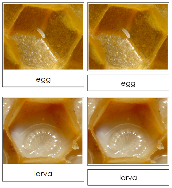 Honey Bee Life Cycle Nomenclature Cards & Charts - Montessori Print Shop