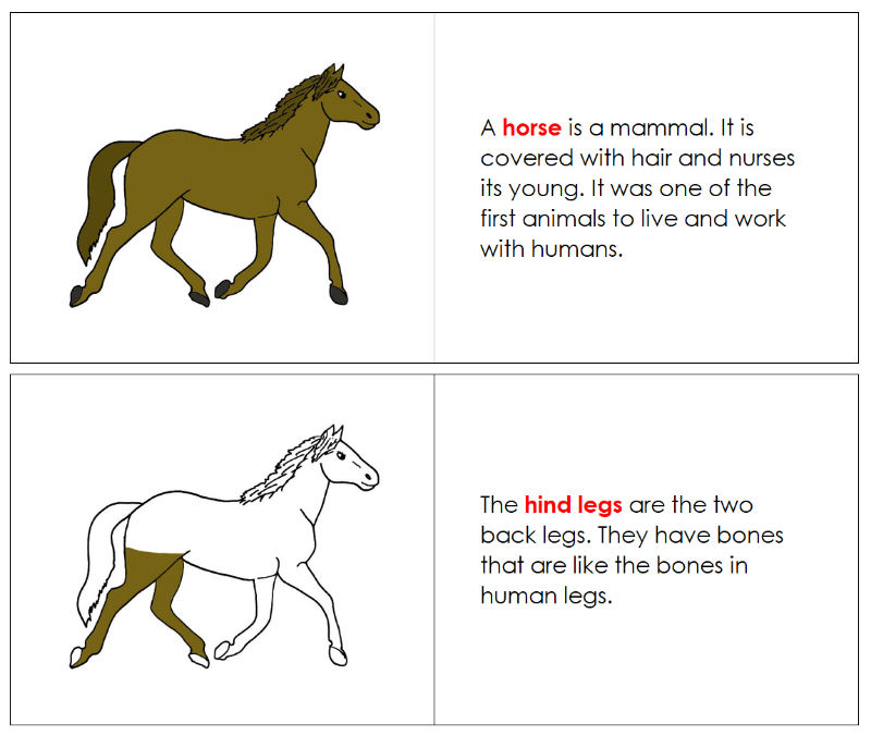 Montessori Parts of the Horse 3-Part Nomenclature Book - Montessori Print Shop Digital Download