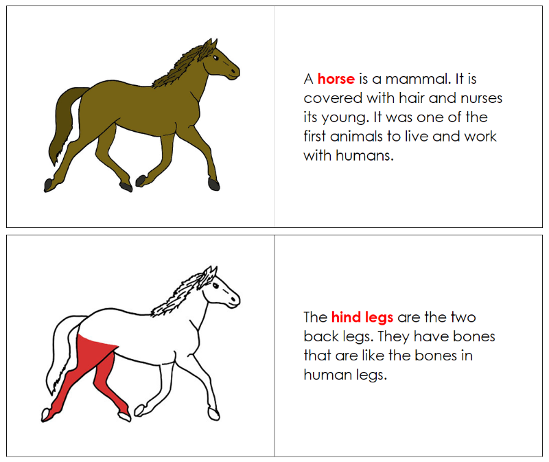 Montessori Parts of a Horse Nomenclature Book - Montessori Print Shop Digital Download