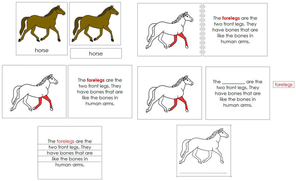 Horse Definition Set - Montessori Print Shop nomenclature