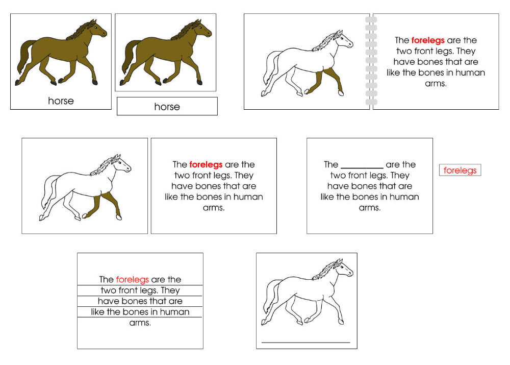 Montessori Parts of the Horse Nomenclature Definition Set - Montessori Print Shop Digital Download