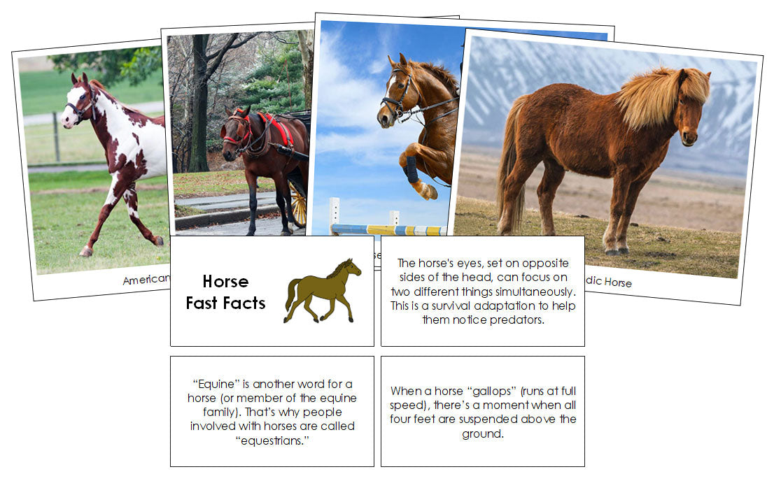 Horse Fast Facts & Pictures - Montessori Print Shop