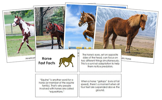 Horse Fast Facts & Pictures - Montessori Print Shop