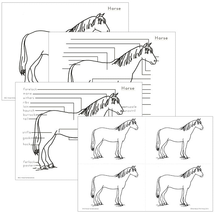 Elementary Horse Nomenclature - Montessori Print Shop Digital Download