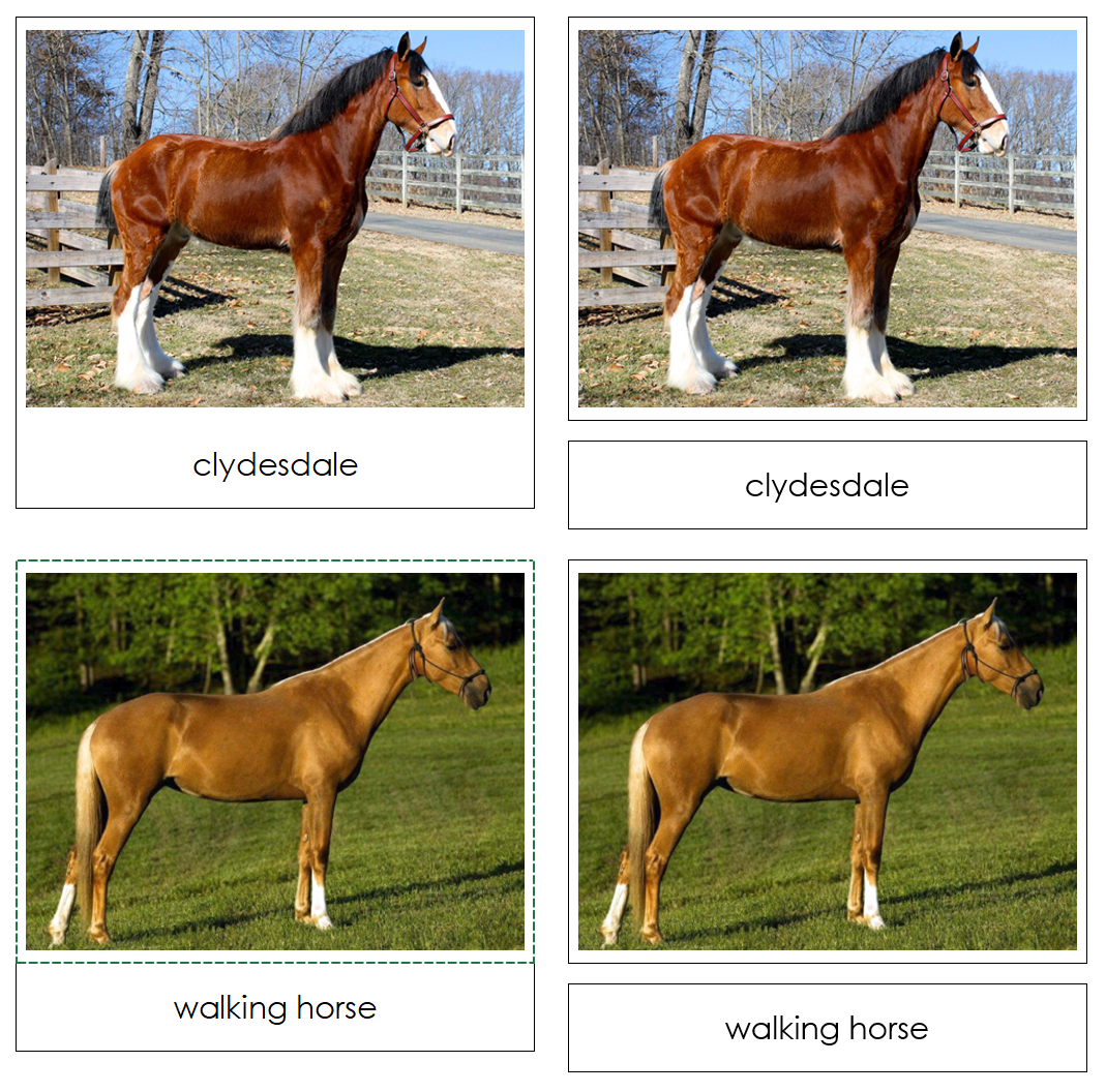 Horses - Safari Toob Cards - Montessori Print Shop Digital Download