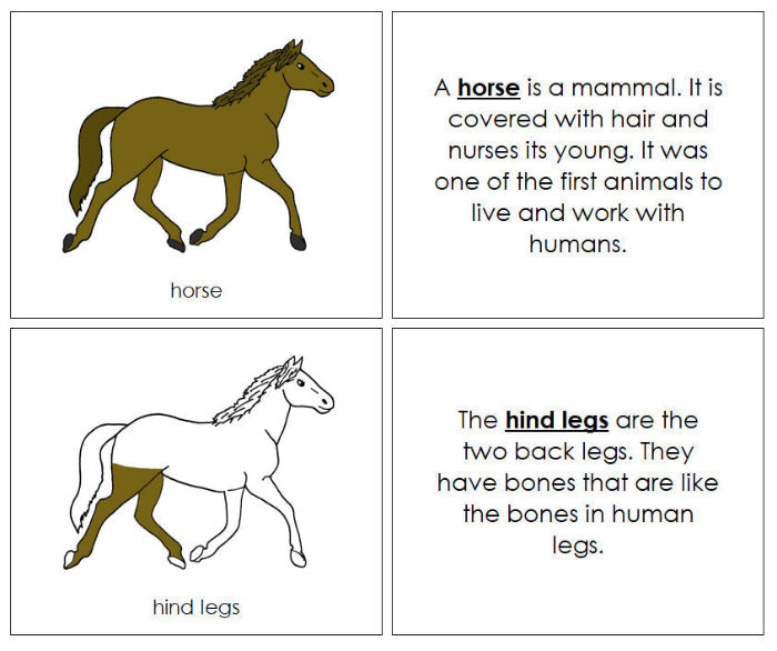 Parts of a Horse Nomenclature Book - Montessori Print Shop Digital Download