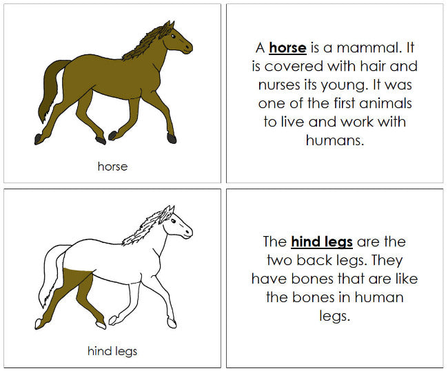 Montessori Parts of the Horse Nomenclature Book - Montessori Print Shop Digital Download